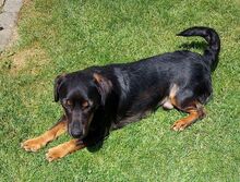 BORIS, Hund, Mischlingshund in Helmbrechts - Bild 4