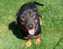 BORIS, Hund, Mischlingshund in Helmbrechts - Bild 7