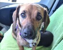 JEANE, Hund, Dackel-Mix in Witzenhausen