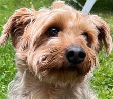 TOMMY, Hund, Yorkshire Terrier in Eckental - Bild 1