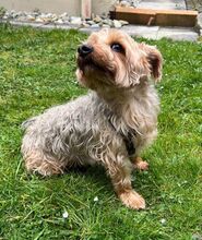 TOMMY, Hund, Yorkshire Terrier in Eckental - Bild 2