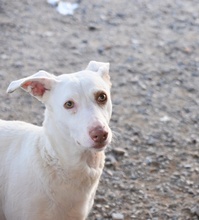 ELODIE, Hund, Podenco-Mix in Spanien - Bild 10