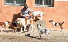 ELODIE, Hund, Podenco-Mix in Spanien - Bild 11