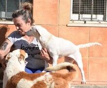 ELODIE, Hund, Podenco-Mix in Spanien - Bild 12