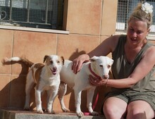 ELODIE, Hund, Podenco-Mix in Spanien - Bild 14