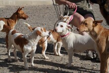 ELODIE, Hund, Podenco-Mix in Spanien - Bild 15