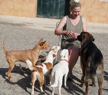 ELODIE, Hund, Podenco-Mix in Spanien - Bild 17