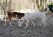 ELODIE, Hund, Podenco-Mix in Spanien - Bild 18