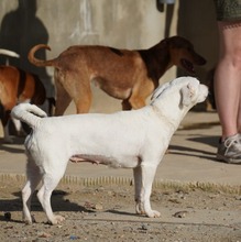 ELODIE, Hund, Podenco-Mix in Spanien - Bild 19