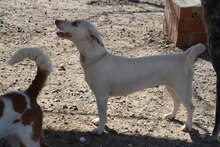 ELODIE, Hund, Podenco-Mix in Spanien - Bild 20