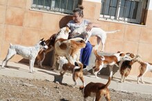 ELODIE, Hund, Podenco-Mix in Spanien - Bild 21