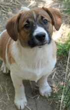 TILDA, Hund, Mischlingshund in Rumänien - Bild 2