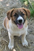 TILDA, Hund, Mischlingshund in Rumänien - Bild 3