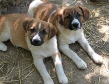 TILDA, Hund, Mischlingshund in Rumänien - Bild 4