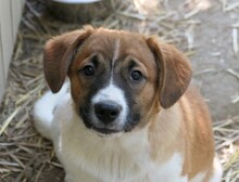 TILDA, Hund, Mischlingshund in Rumänien - Bild 5