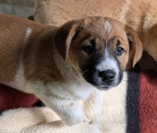 TILDA, Hund, Mischlingshund in Rumänien - Bild 6