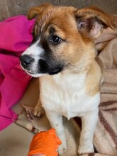 TILDA, Hund, Mischlingshund in Rumänien - Bild 7