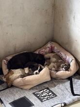 LIMBO, Hund, Mischlingshund in Rumänien - Bild 11