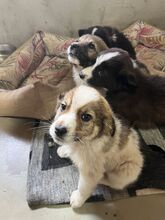 LIMBO, Hund, Mischlingshund in Rumänien - Bild 5
