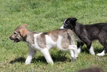 LIMBO, Hund, Mischlingshund in Rumänien - Bild 6