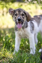LIMBO, Hund, Mischlingshund in Rumänien - Bild 8