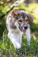 LIMBO, Hund, Mischlingshund in Rumänien - Bild 9