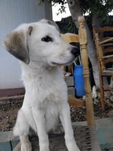 JOKER, Hund, Mischlingshund in Griechenland - Bild 5