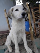 JOKER, Hund, Mischlingshund in Griechenland - Bild 6