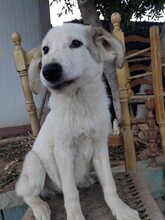 JOKER, Hund, Mischlingshund in Griechenland - Bild 7