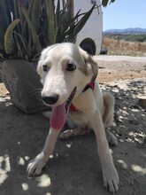 JOKER, Hund, Mischlingshund in Griechenland - Bild 8