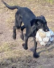 LILLIE, Hund, Mischlingshund in Kremmen - Bild 18