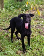 LILLIE, Hund, Mischlingshund in Kremmen - Bild 20