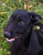 LILLIE, Hund, Mischlingshund in Kremmen - Bild 21
