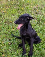 LILLIE, Hund, Mischlingshund in Kremmen - Bild 22