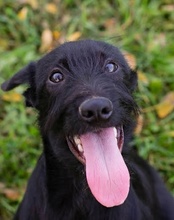 LILLIE, Hund, Mischlingshund in Kremmen - Bild 23