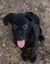 LILLIE, Hund, Mischlingshund in Kremmen - Bild 24