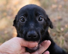 LILLIE, Hund, Mischlingshund in Kremmen - Bild 25