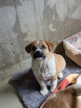 THEA, Hund, Mischlingshund in Rumänien - Bild 14