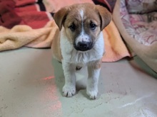 THEA, Hund, Mischlingshund in Rumänien - Bild 15