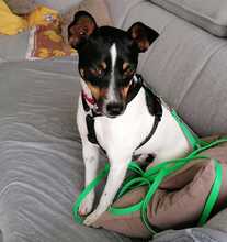 MONTY2, Hund, Jack Russell Terrier-Mix in Breitenburg - Bild 1