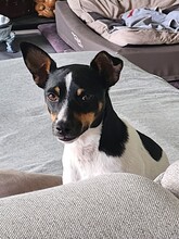 MONTY2, Hund, Jack Russell Terrier-Mix in Breitenburg - Bild 10