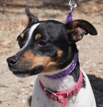 MONTY2, Hund, Jack Russell Terrier-Mix in Breitenburg - Bild 11