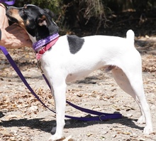 MONTY2, Hund, Jack Russell Terrier-Mix in Breitenburg - Bild 12