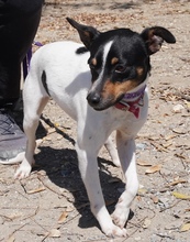 MONTY2, Hund, Jack Russell Terrier-Mix in Breitenburg - Bild 13