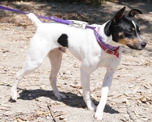 MONTY2, Hund, Jack Russell Terrier-Mix in Breitenburg - Bild 14