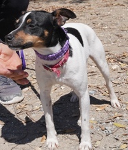 MONTY2, Hund, Jack Russell Terrier-Mix in Breitenburg - Bild 16