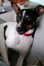 MONTY2, Hund, Jack Russell Terrier-Mix in Breitenburg - Bild 2