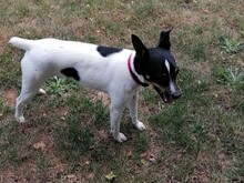 MONTY2, Hund, Jack Russell Terrier-Mix in Breitenburg - Bild 3