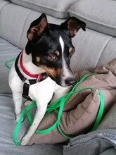 MONTY2, Hund, Jack Russell Terrier-Mix in Breitenburg - Bild 4