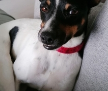 MONTY2, Hund, Jack Russell Terrier-Mix in Breitenburg - Bild 5